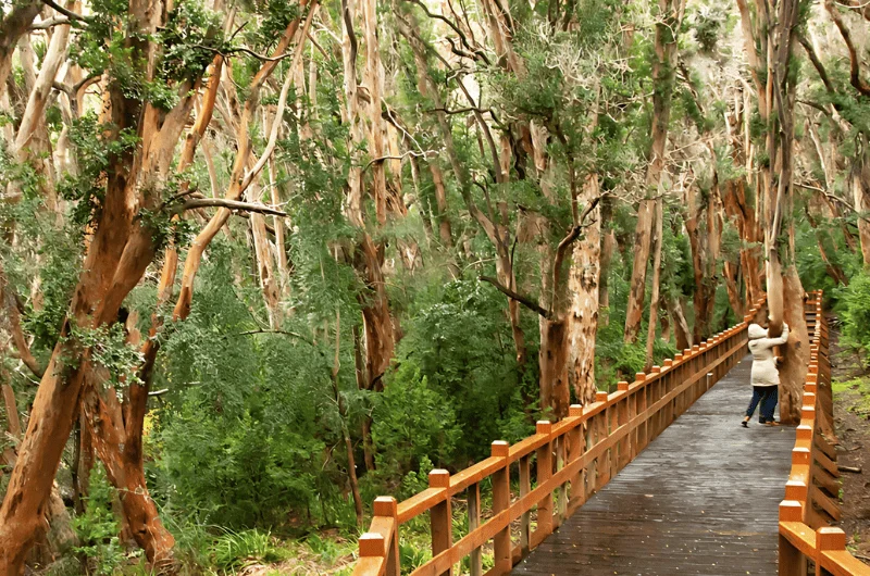 Isla Victoria e Bosque de Arrayanes: Navegação Imperdível no Lago Nahuel Huapi